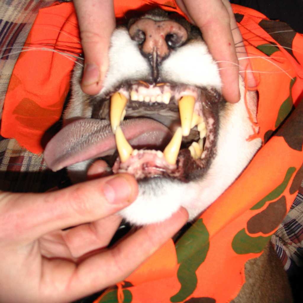 Wildlife Inventory and Assessment / Species at Risk