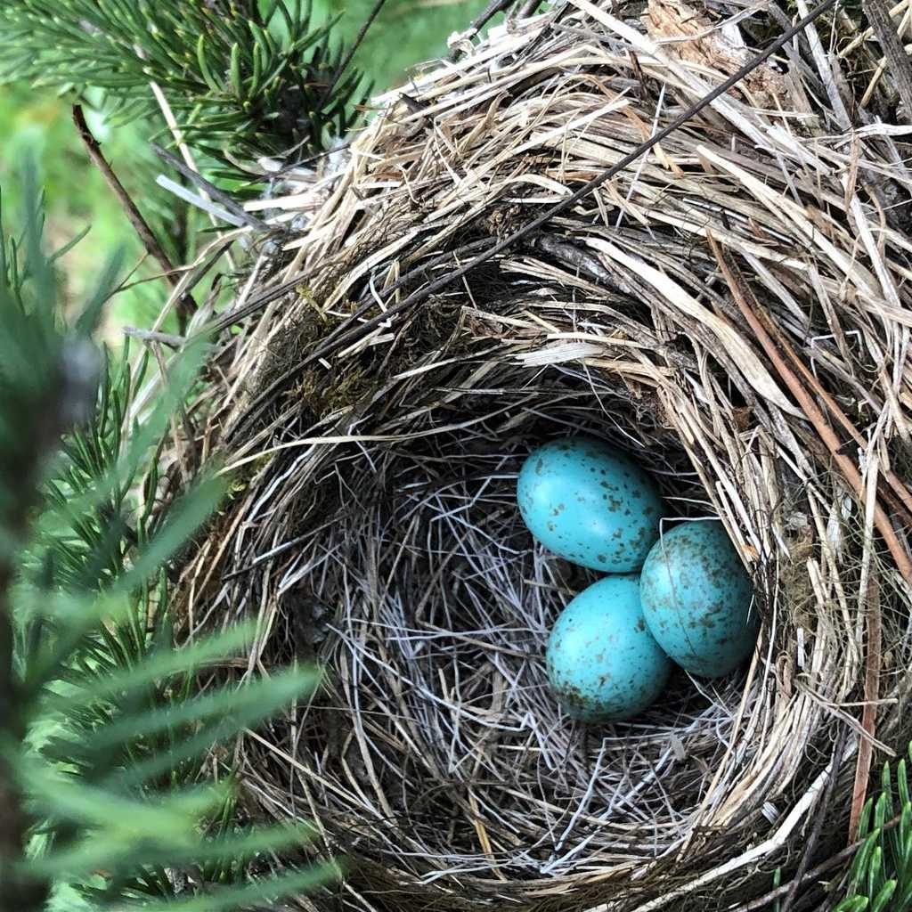 Environmental Impact Assessment (EIA)